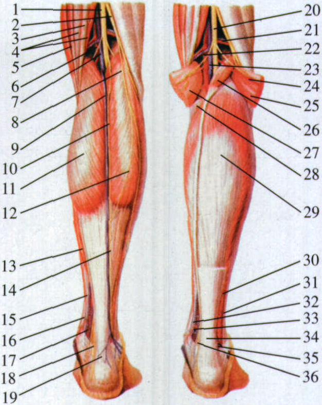 图108 小腿后面的肌肉、血管和神经(二)